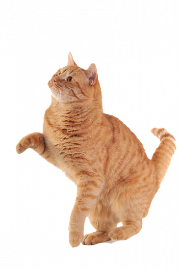 cat_PNG115
